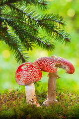 Amanita poisonous mushrooms in the forest