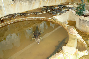 Crocodile farm in Czech Republic