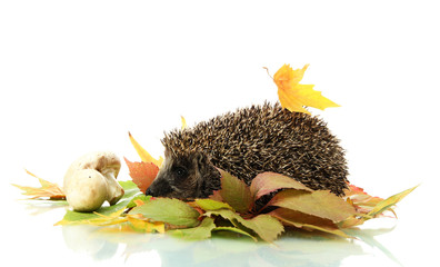 Hedgehog on autumn leaves, isolated on white