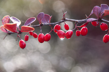 Autumn ilex