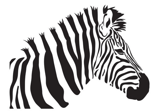 zebra vector outline silhouette