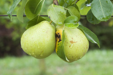 two pears on pear tree branch with rain drops and green leaves