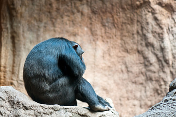 Affe