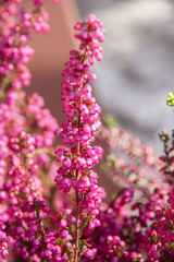 Beautifull autumn heather