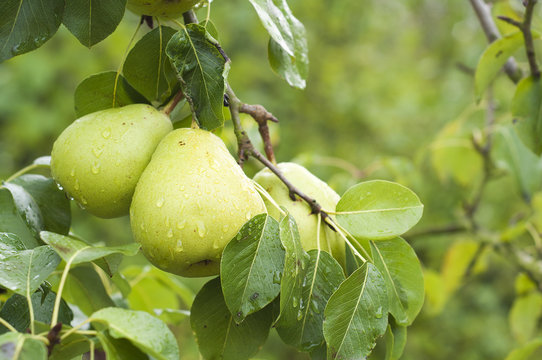 two pears on pear tree branch with rain drops and green leaves