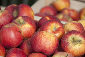 Fototapeta na wymiar Rote Bio Äpfel nach der Ernte in einer Obstkiste aus Holz