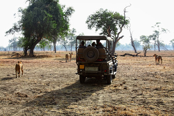 safari in zambia