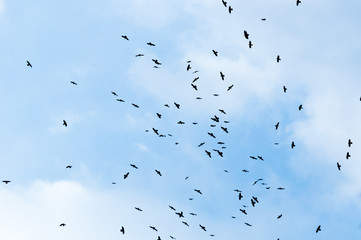 A large group of crows