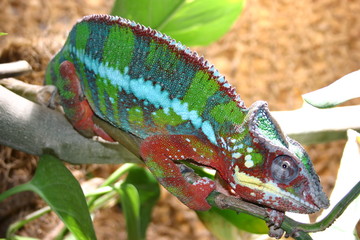 Chamäleon