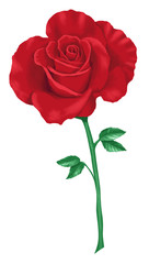 Rose 1 rot