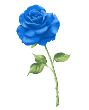 Rose 2 blau