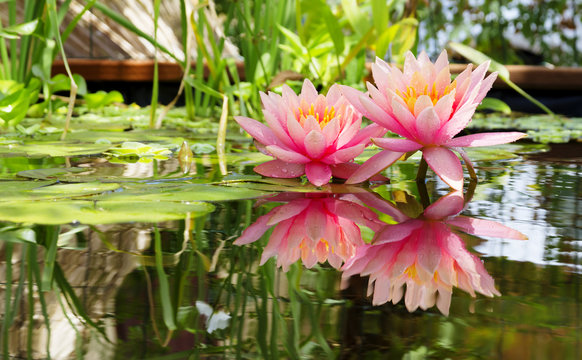 Bassin d'agr&eacute;ment et n&eacute;nuphars