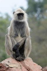 Hanuman Langur sitting on a stone.