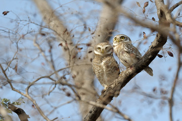 Two spotted owls in a tree between branches;
