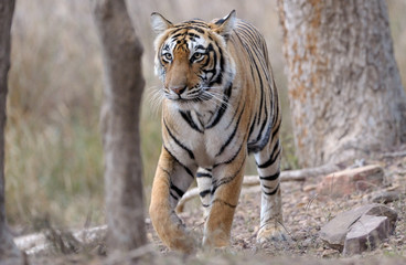 Bengal tiger walking through forest.