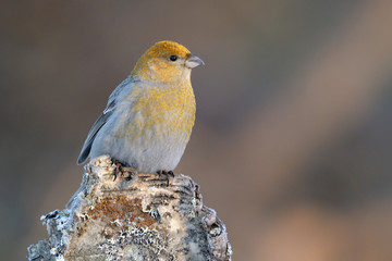 Grosbeak sitting on a pine tree