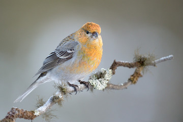 Grosbeak sitting on a branch.