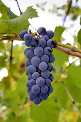 cluster of grapes in the garden