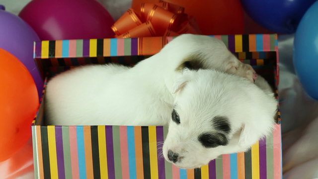 two puppies sitting in a gift box