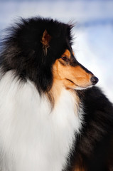 fluffy dog collie in profile