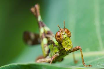 short horn grasshopper on green leaf