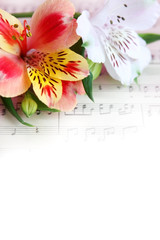 flowers, cards, background