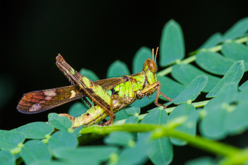 short horn grasshopper on green leaf
