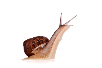 Garden snail looking up isolated on a white background © StockPhotosArt