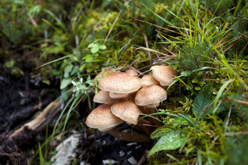 edible honey mushrooms