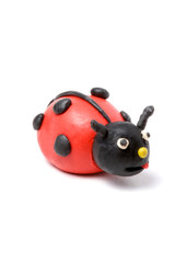 Obraz premium ladybird