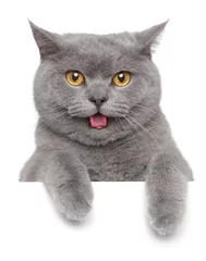 Crédence de cuisine en verre imprimé Chat Portrait de chat British shorthair
