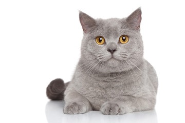 Portret van Brits korthaar kat