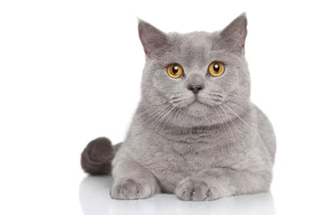 Zelfklevend Fotobehang Kat Portret van Brits korthaar kat