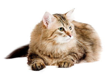 siberian cat