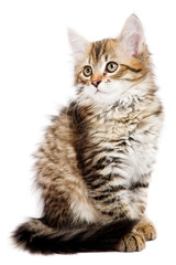 Siberian kitten