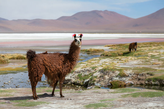 Lama at Colorado Lagoon, Bolivia