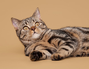 small black marble british kitten on light brown background