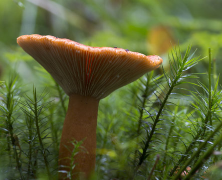 detail of mushroom