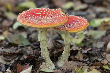 Fliegenpilze nach dem Regen