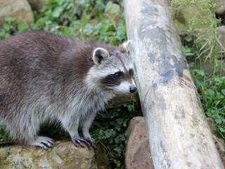 Naklejka premium Junger Waschbär
