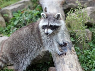 Junger Waschbär