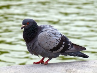 Dove of Paris city. Birds life in the city.