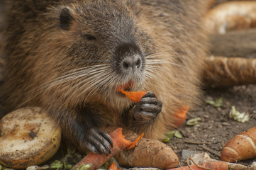 Naklejka premium Coypu