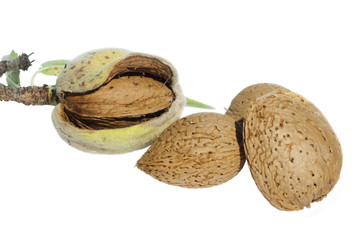 Almonds and leafs