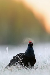Lekking Black Grouse