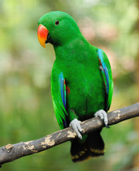 Parrot bird
