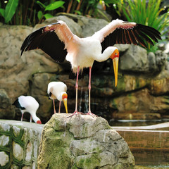 Stork bird