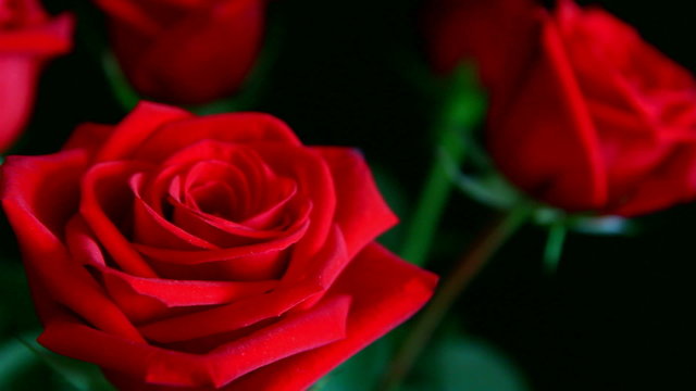 close-up view on red rose, shallow DOF