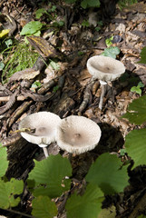 three-white-mushroom