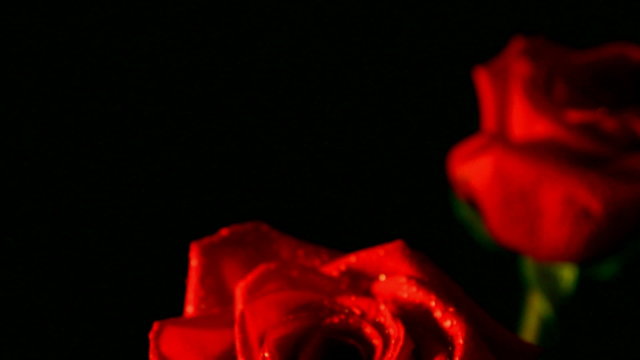 close-up view on red rose, shallow DOF